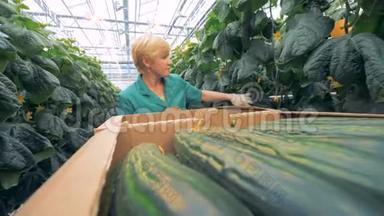 黄黄瓜正被一名绿色员工放进纸箱里。 <strong>现代农业</strong>概念。